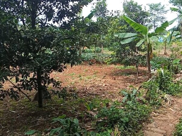 galeri Jual Tanah Murah (2)