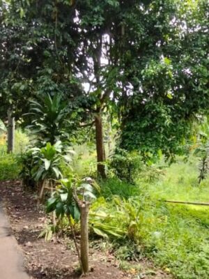 galeri Jual Tanah Murah (3) galeri Jual Tanah Murah (3)