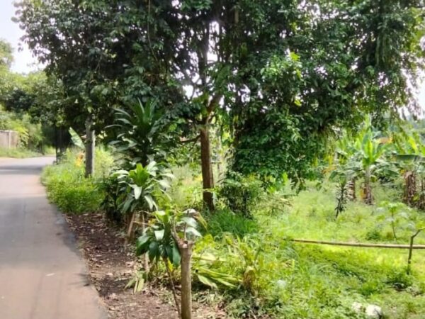 galeri Jual Tanah Murah (3)